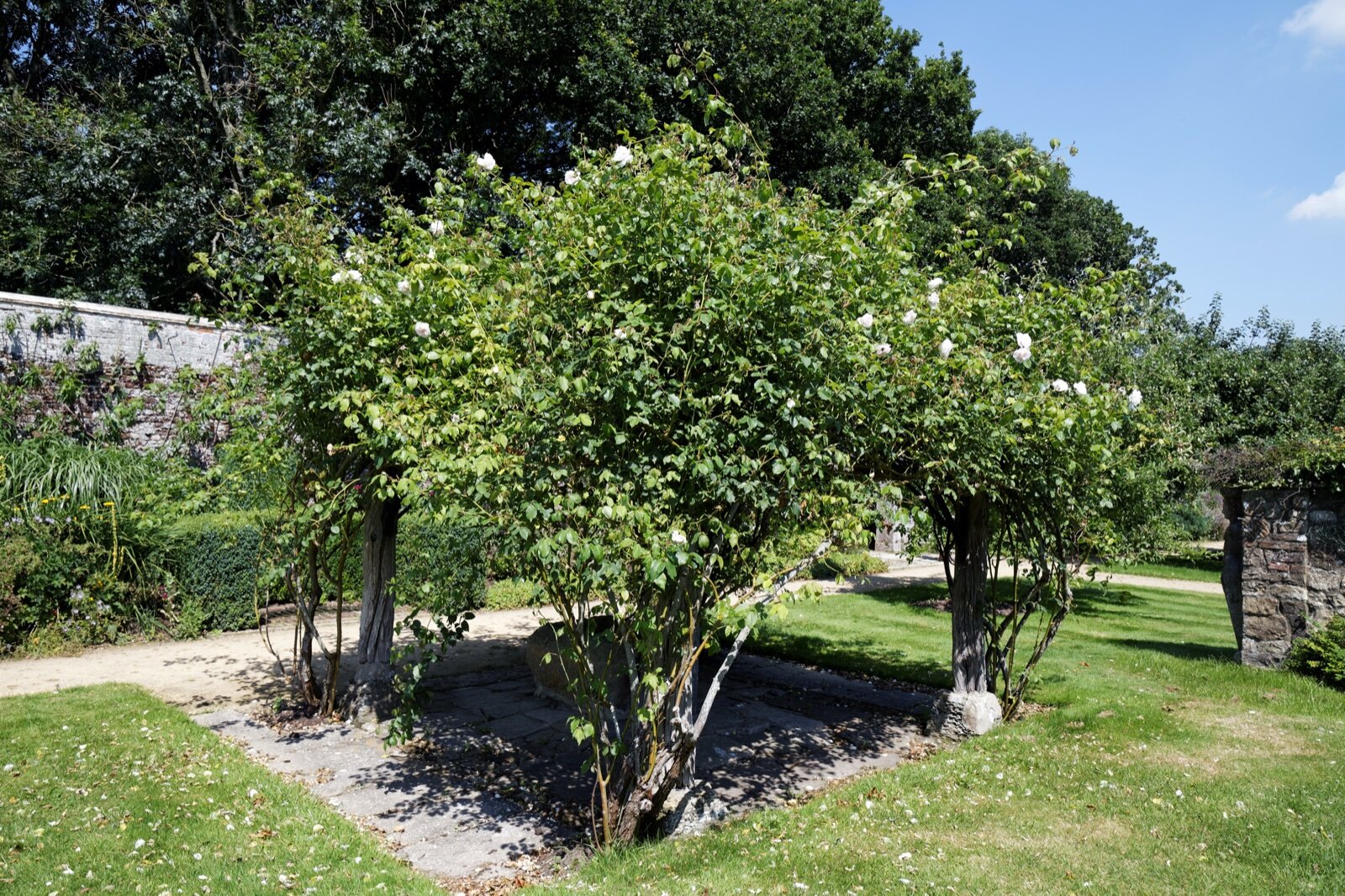 Roses trained over a bower frame in a walled garden