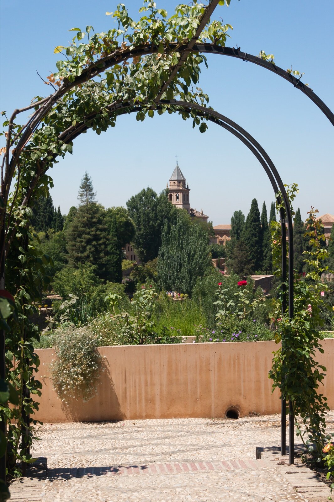 Metal garden arch covered in climbing roses over a gravel path