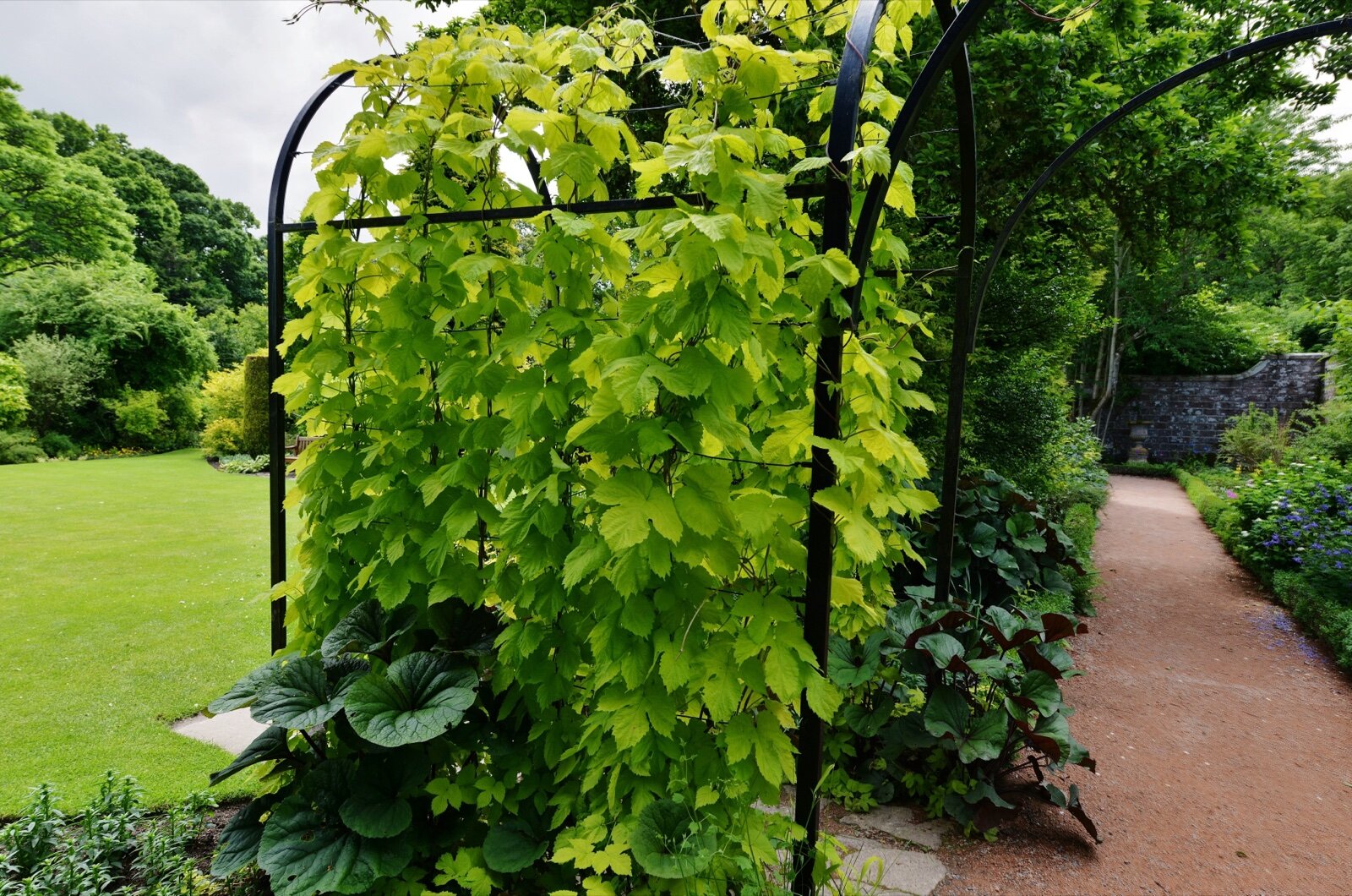 Golden-leaved climber trained over a black metal garden arch beside a lawn