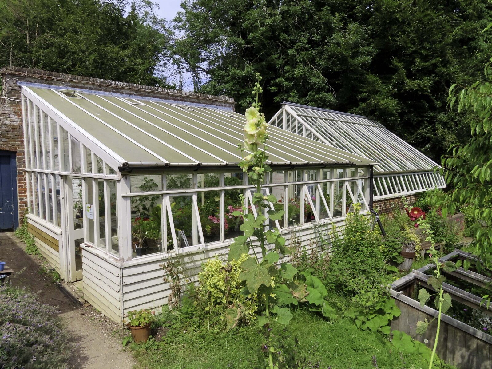 A timber-framed glass greenhouse in a walled garden with its side lights propped open