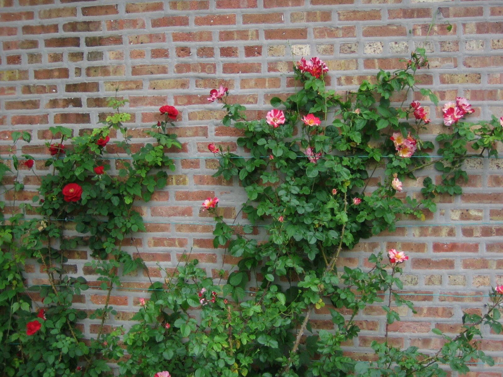 Climbing roses in flower trained on horizontal tensioned wires against an old brick wall