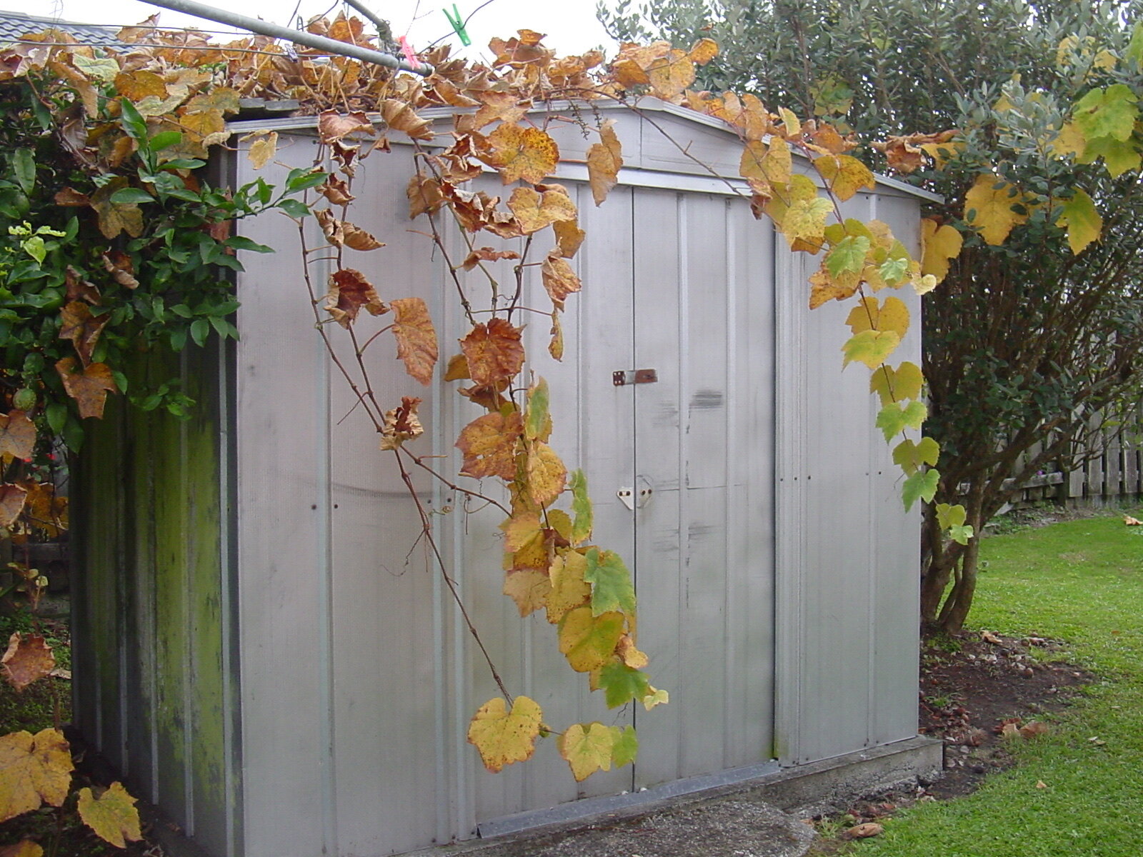Grey metal apex garden shed with double doors beside a lawn