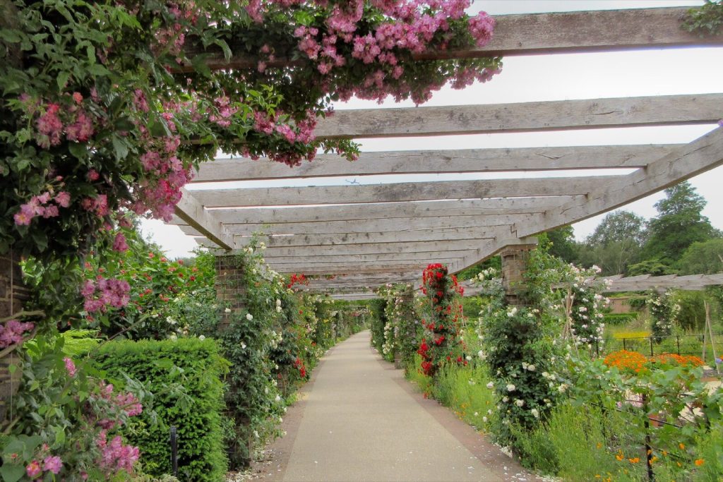 Long timber pergola over a path with climbing roses at Kew Gardens