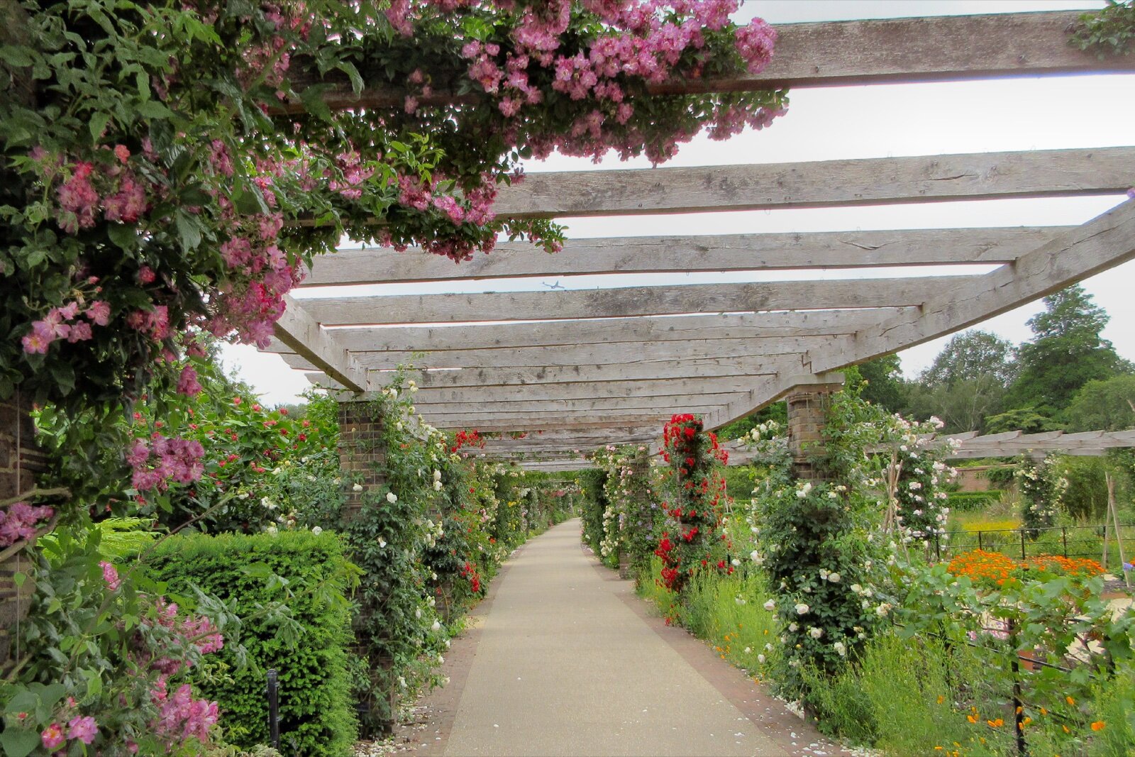 Long timber pergola over a path with climbing roses at Kew Gardens