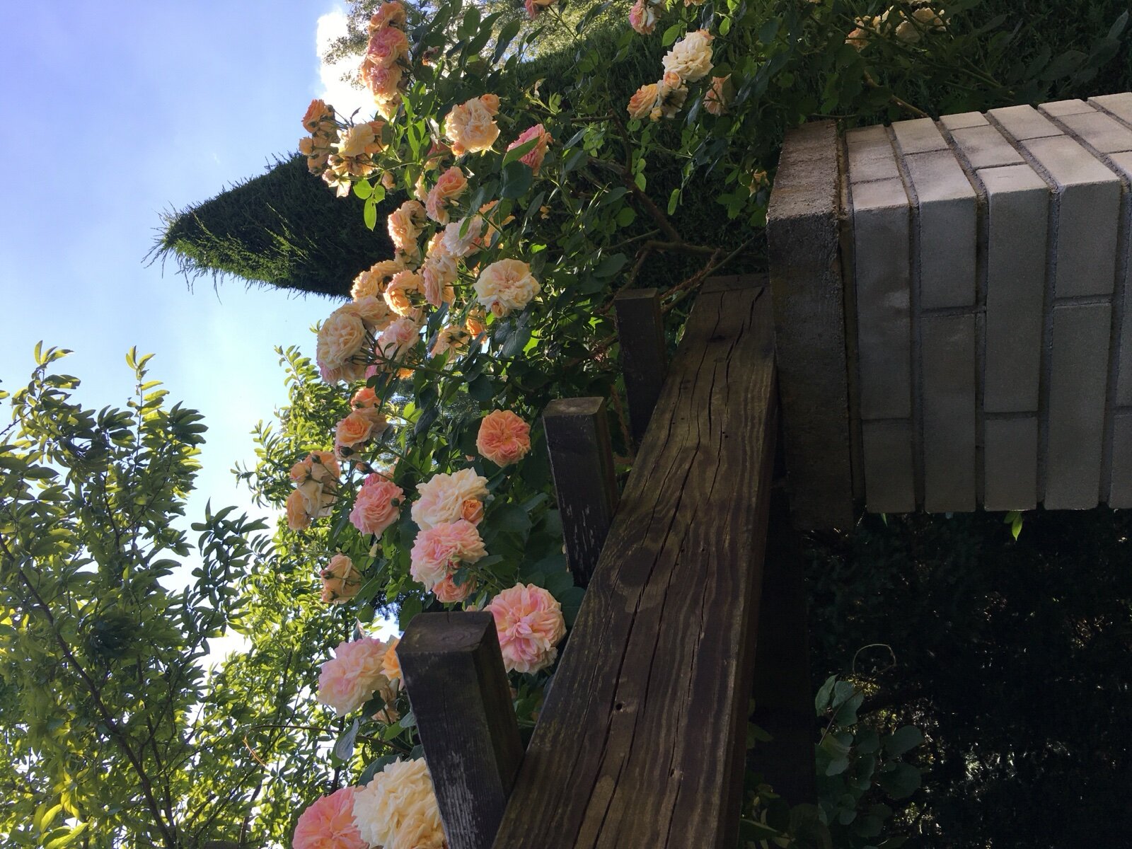 Climbing roses growing over the beams of a timber pergola on brick piers