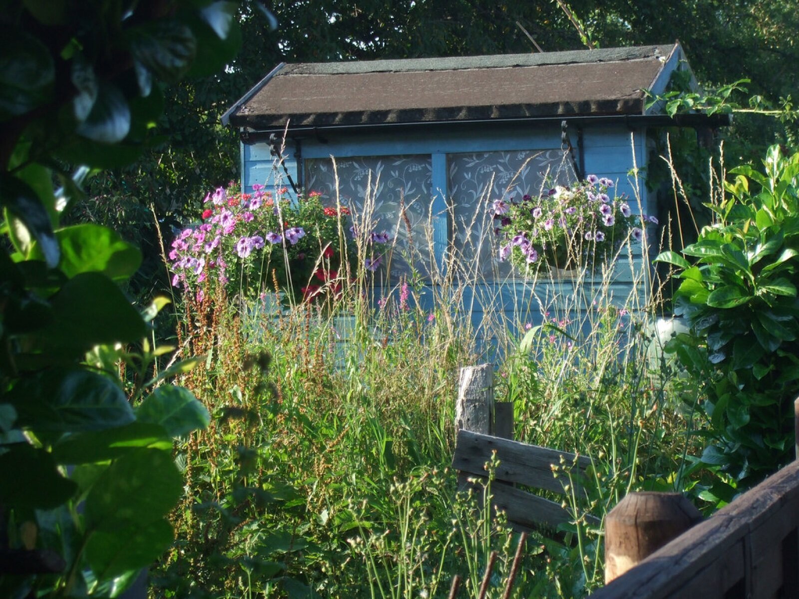 Pale blue painted wooden shed surrounded by flowers and long grass